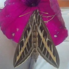 White-lined Sphinx thumbnail 2