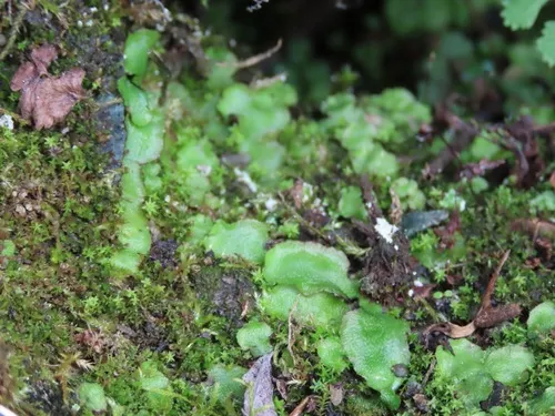 Asterella lindenbergiana