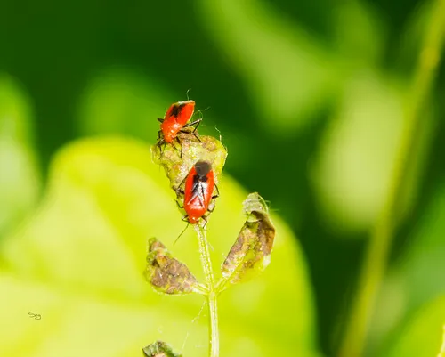 Cardinal Ash Mirid