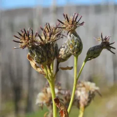 american saw-wort thumbnail 2