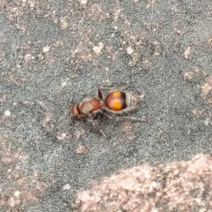 Dasymutilla canella thumbnail 3