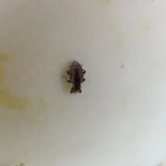 Alfalfa Weevil thumbnail 2