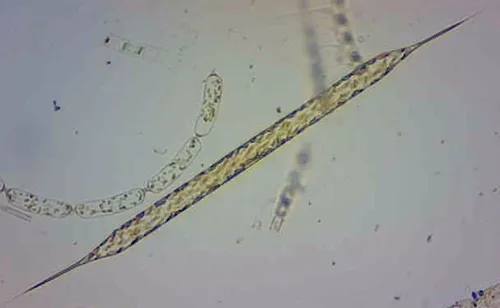 Rhizosolenia setigera