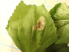 Calycomyza eupatoriphaga thumbnail 2