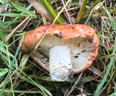 Lactarius zonarioides thumbnail 1