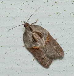 Robinson's Acleris Moth thumbnail 2
