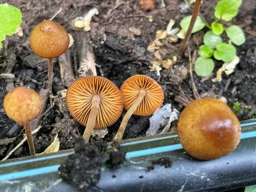 Conocybe velutinomarginata