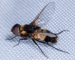 Villa hypomelas thumbnail 4