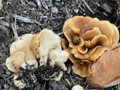 Hohenbuehelia thornii thumbnail 1