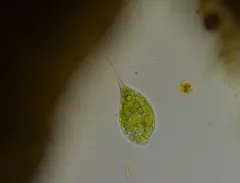 Phacus elegans thumbnail 4
