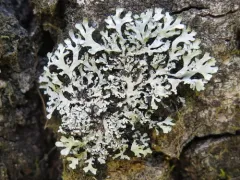 Heterodermia japonica thumbnail 3