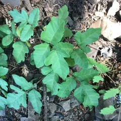 Pacific poison oak thumbnail 2