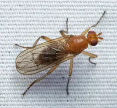 Dryomyza simplex thumbnail 3