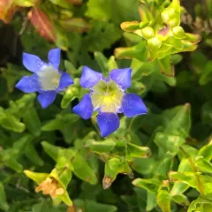 Mountain Bog Gentian thumbnail 4