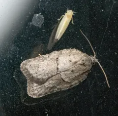 North American Black-headed Birch Leaffolder Moth thumbnail 3