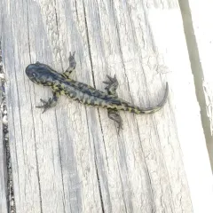 Western Tiger Salamander thumbnail 2