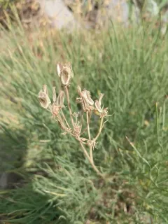 King Desert-parsley thumbnail 4