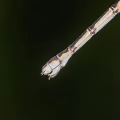 Spotted Spreadwing thumbnail 3