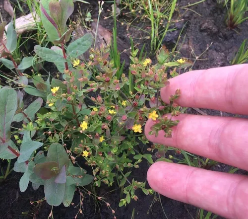 Northern St. John's-wort
