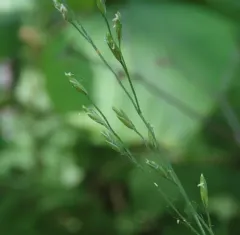 Nodding Fescue thumbnail 1