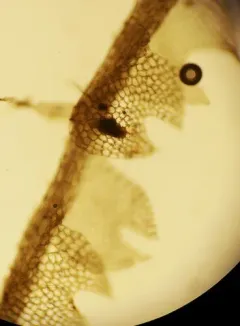 Blunt Pincerwort thumbnail 3