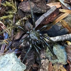Pacific Foldingdoor Spider thumbnail 2