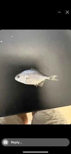 Florida Pompano