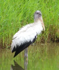 Wood Stork thumbnail 2