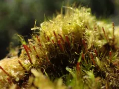 Denuded Dicranodontium Moss thumbnail 1