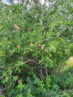 yellow willow thumbnail 2