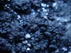 Phylliscum demangeonii thumbnail 1
