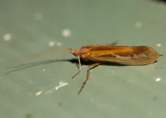 Yellowstar Northern Caddisfly thumbnail 2