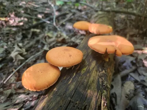 Gymnopilus subdryophilus