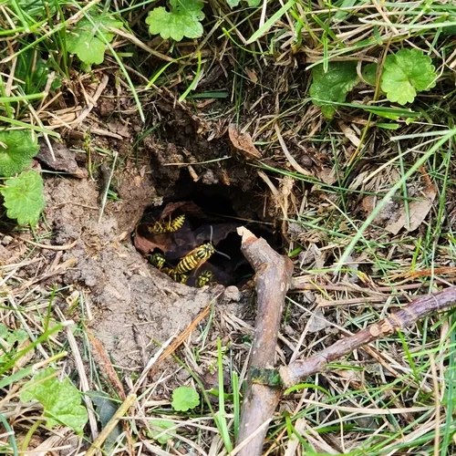 Southern Yellowjacket