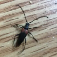 Red-shouldered Pine Borer thumbnail 2