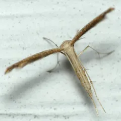 Mousy Plume Moth thumbnail 3