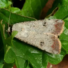 Green Cutworm Moth thumbnail 4