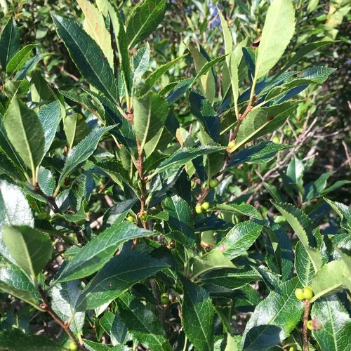 winterberry holly