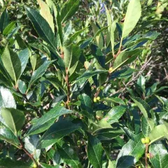 winterberry holly thumbnail 1
