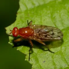 Hooded Dryomyza thumbnail 3