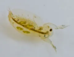 Sida crystallina thumbnail 4