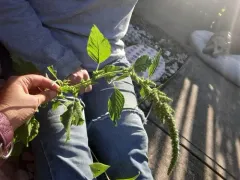 Smooth Pigweed thumbnail 4