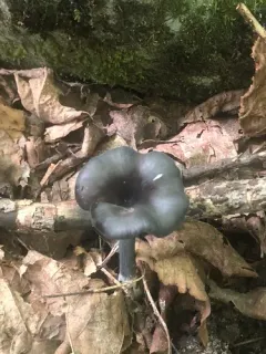 Entoloma velutinum thumbnail 1