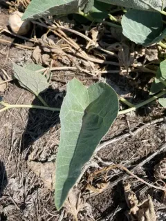 Buffalo Gourd thumbnail 2