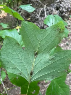Resseliella tulipiferae thumbnail 2