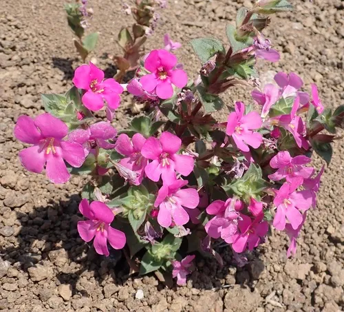 Nesom's Monkeyflower