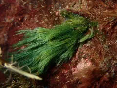 Cladophora rupestris thumbnail 2