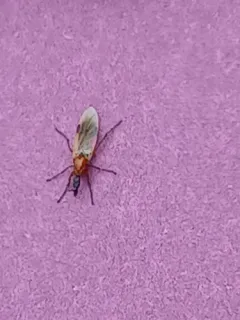 Dilophus stigmaterus thumbnail 3