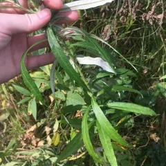 Sawtooth Wormwood thumbnail 2