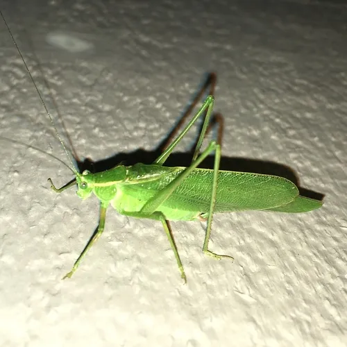 Northern Bush Katydid
